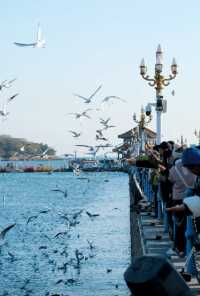 青島|人人喜愛的海鷗又回來啦餵海鷗真好玩