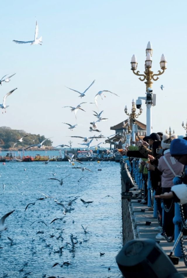 青島|人人喜愛的海鷗又回來啦餵海鷗真好玩