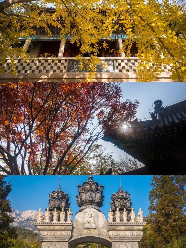 從來銀杏不負秋,原來銀杏最懂秋… 從來銀杏不負秋,原來銀杏最懂秋…