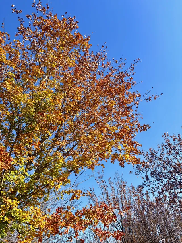 秋意正濃｜石家莊中心湖公園