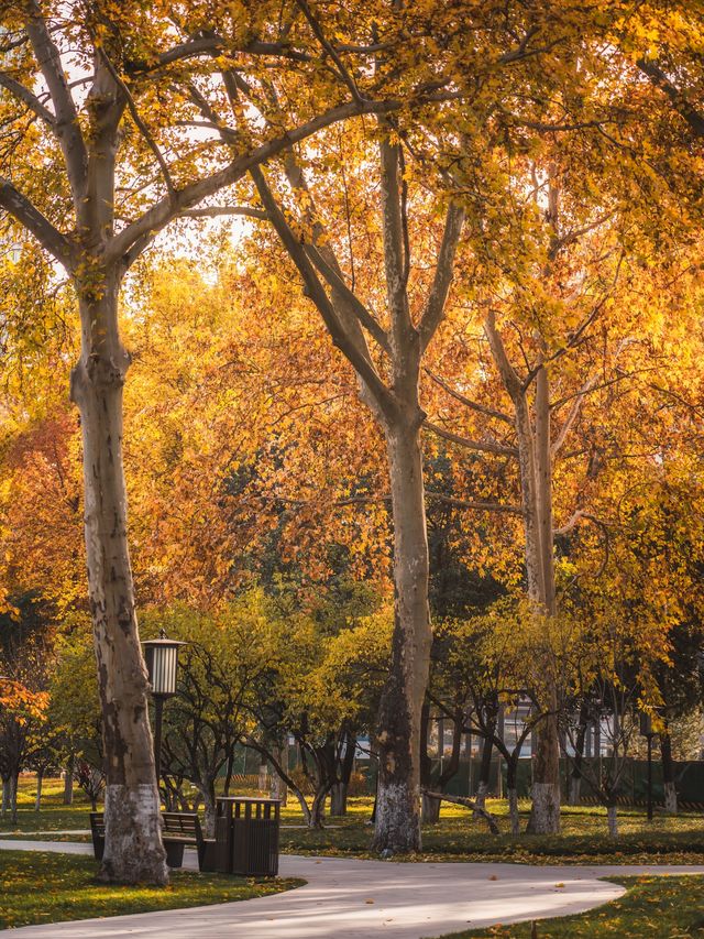 在西安，趕一趟賞秋末班車