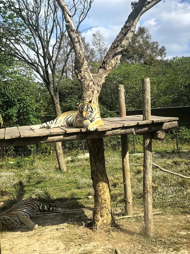 上海野生動物園30歲免費！週末遛娃聖地！