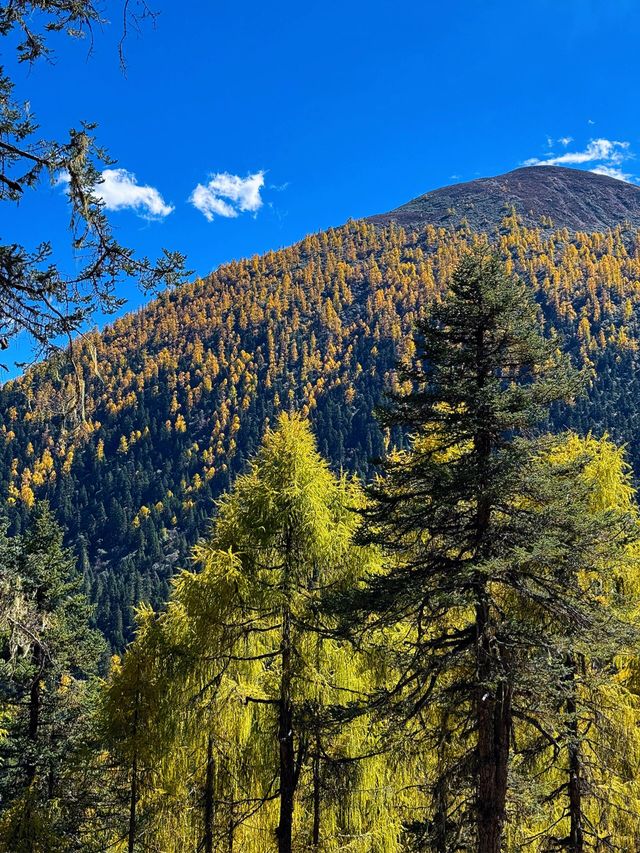 四川黨嶺徒步7日全記錄，秘境穿越指南