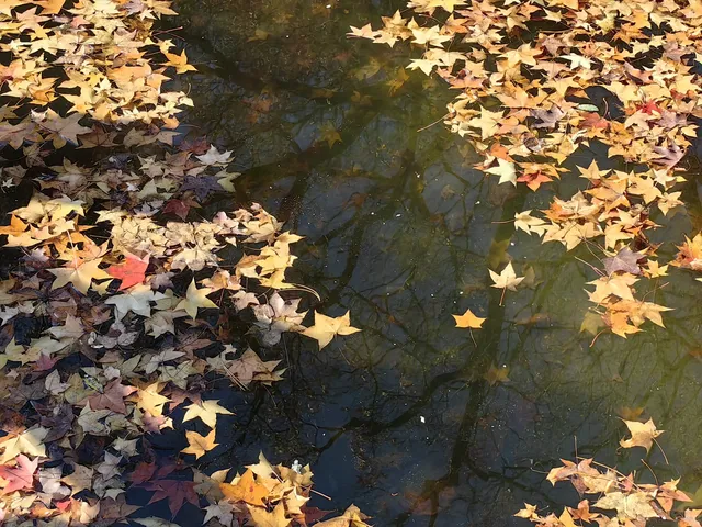 逛香山不費腿攻略。 逛香山不費腿攻略。