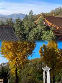 中原大佛｜觸摸208米的雲端佛國