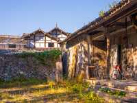 溫州百年銀杏樹已黃且牢固