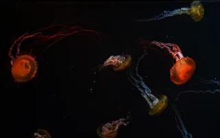 3 Days 2 Nights in Singapore｜Healing Walks at Universal Studios, Art Museums, and Botanical Gardens