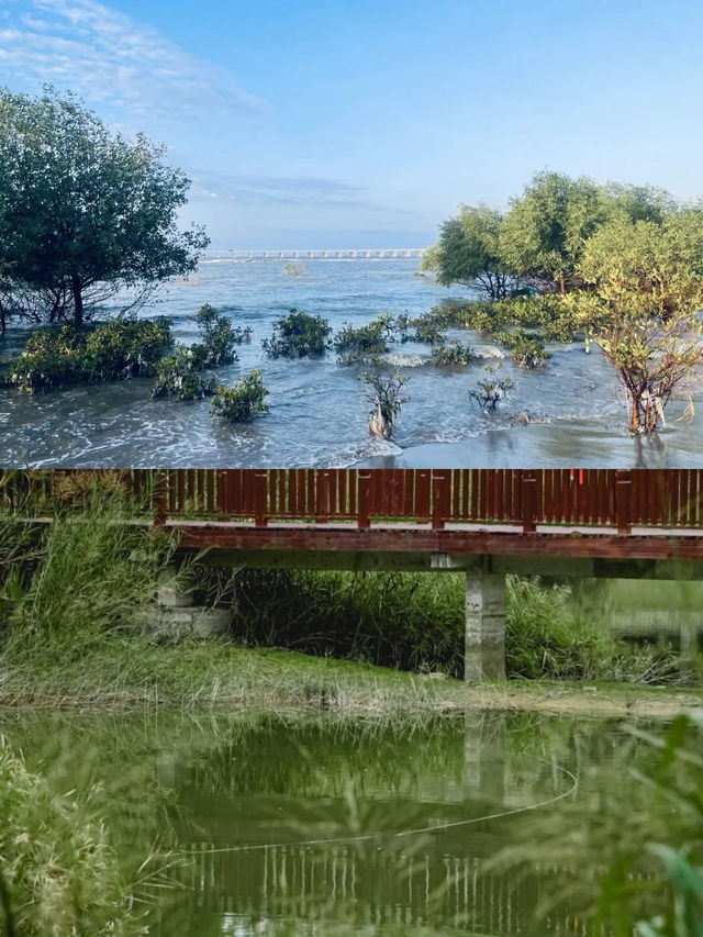 被國家地理點名!惠州大亞灣的“翡翠綠心”有多絕? 被國家地理點名!惠州大亞灣的“翡翠綠心”有多絕?