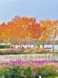 陰天也別有風味!金雞湖秋色已美成油畫