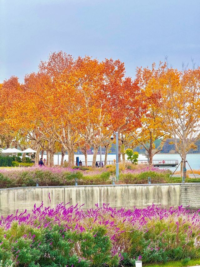 陰天也別有風味!金雞湖秋色已美成油畫 陰天也別有風味!金雞湖秋色已美成油畫