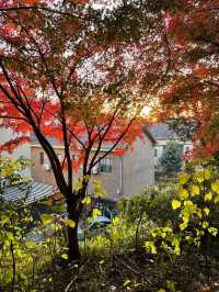 11.29週末plog |杭州小豬線徒步