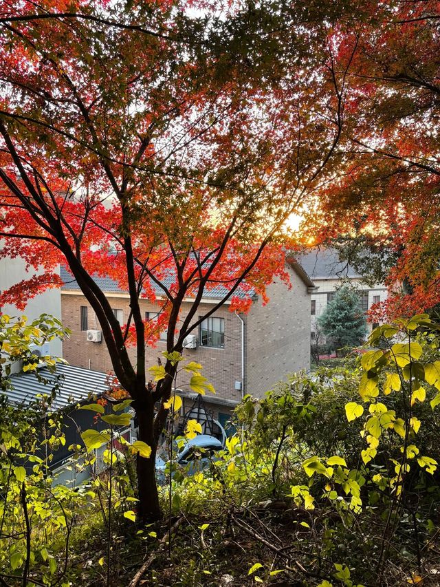 11.29週末plog |杭州小豬線徒步