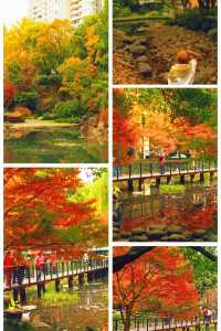 上海小京都這片楓葉階梯美到窒息!人少速來!