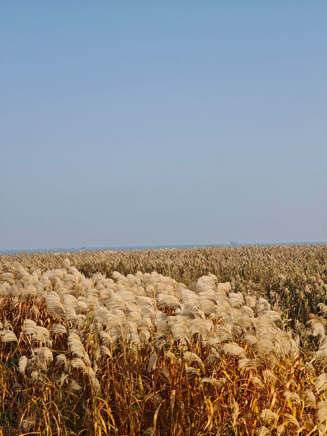 太湖綠地公園 太湖綠地公園