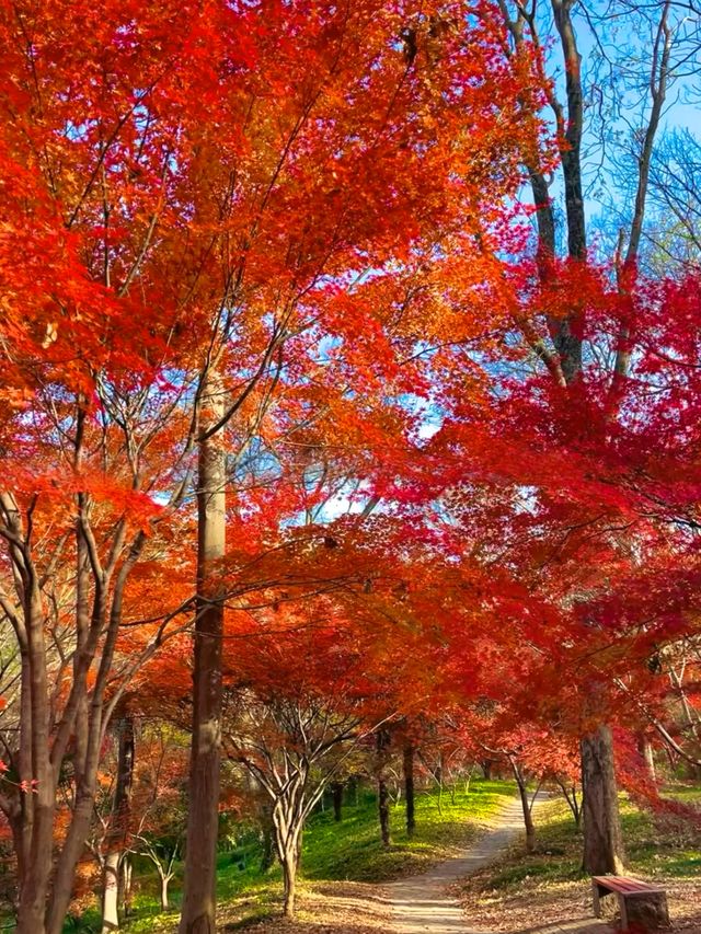 南京中山植物園紅楓觀賞指南 南京中山植物園紅楓觀賞指南