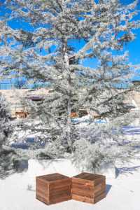 不出青島也能在 雪凇下和小鹿貼貼