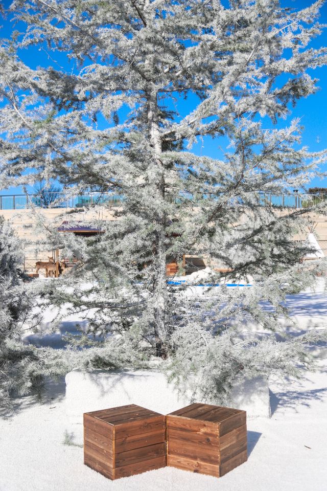 不出青島也能在 雪凇下和小鹿貼貼 不出青島也能在 雪凇下和小鹿貼貼