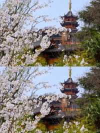 總要去趟雞鳴寺吧 赴一場浪漫之約