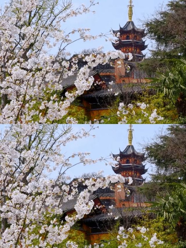 總要去趟雞鳴寺吧 赴一場浪漫之約 總要去趟雞鳴寺吧 赴一場浪漫之約