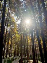 鎮江金山湖水杉林全攻略邂逅初冬童話秘境