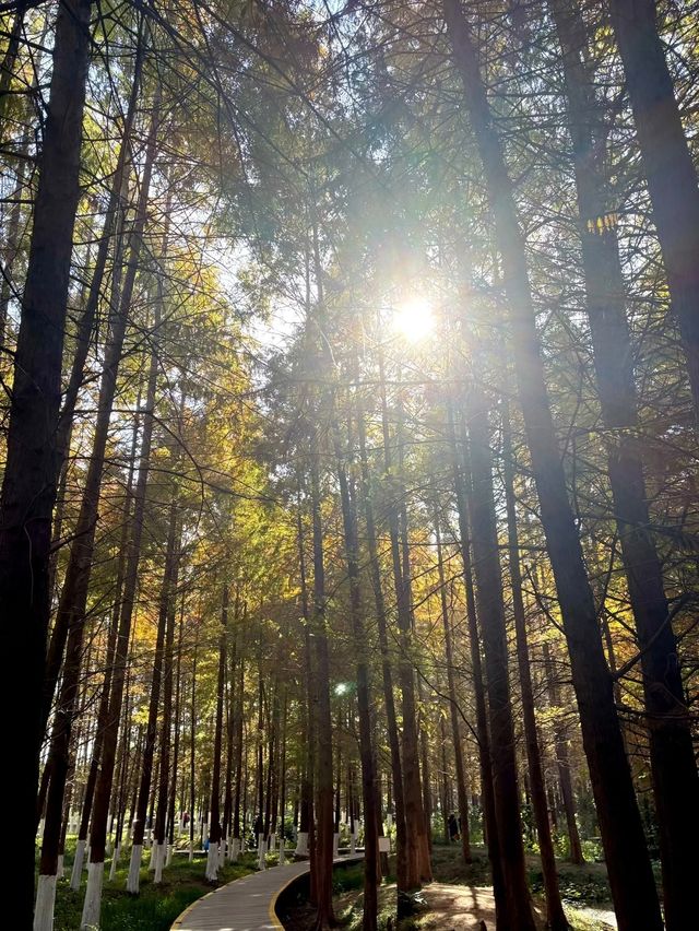 鎮江金山湖水杉林全攻略邂逅初冬童話秘境 鎮江金山湖水杉林全攻略邂逅初冬童話秘境