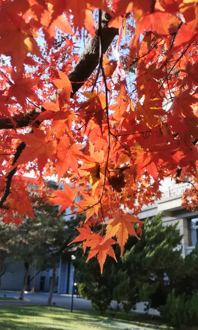 Live全屏打開最美楓葉神樹錯過等明年 Live全屏打開最美楓葉神樹錯過等明年