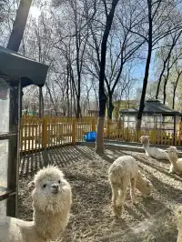 哈爾濱東北虎林園半日遊！！（內含攻略）