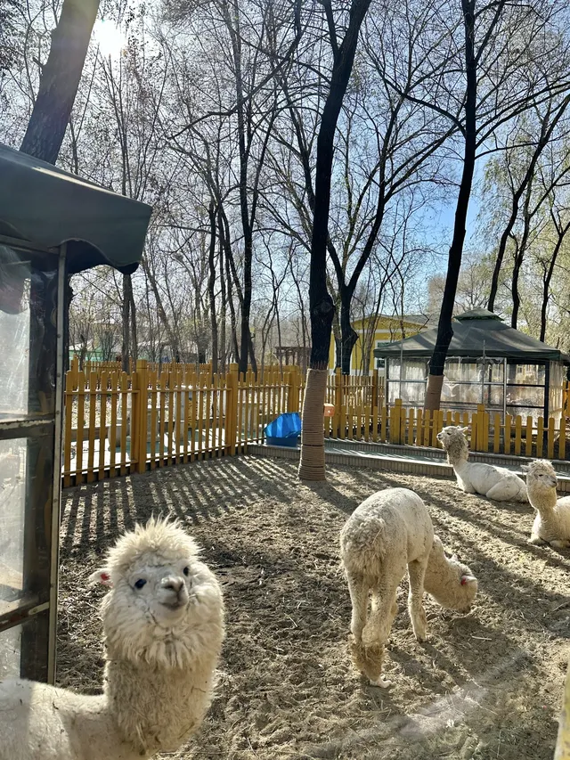 哈爾濱東北虎林園半日遊！！（內含攻略）