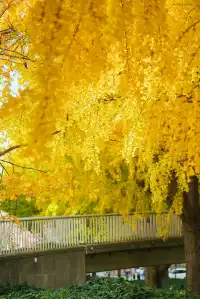 高架橋取景框裡的金色銀杏