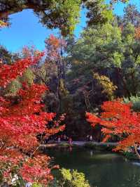 美到失語嶽麓山的絕美楓葉季來啦!