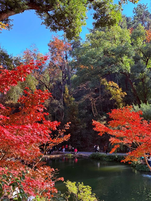 美到失語嶽麓山的絕美楓葉季來啦! 美到失語嶽麓山的絕美楓葉季來啦!