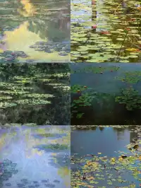 我在南京拍到了莫奈的睡蓮,想看看你拍的