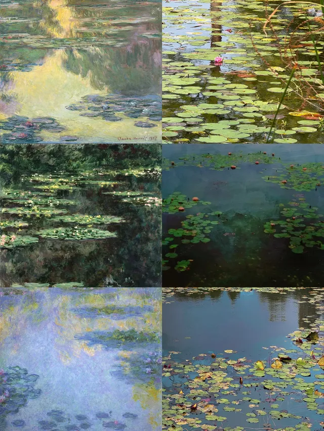 我在南京拍到了莫奈的睡蓮,想看看你拍的 我在南京拍到了莫奈的睡蓮,想看看你拍的