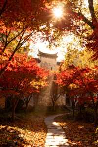 【篁嶺賞秋正當時】抓住最後一抹絢爛，邂逅限定版秋日畫卷