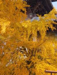 迄今為止,我最愛的江南古鎮出現啦