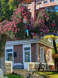 青島|中山公園的楓葉,美得像童話故事一樣