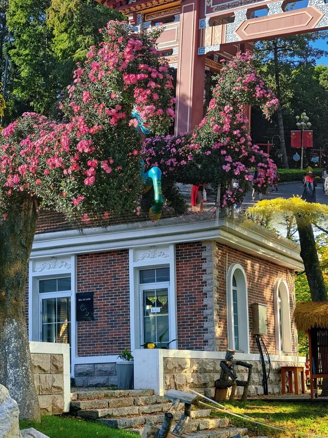 青島|中山公園的楓葉,美得像童話故事一樣 青島|中山公園的楓葉,美得像童話故事一樣