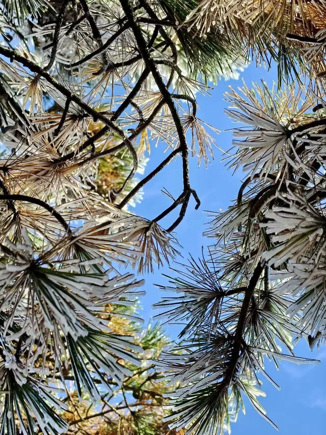 12月及1月來郴州莽山的！存下吧超全的！