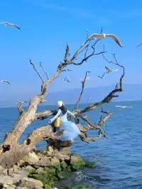 18圖告訴你,現在的大理水杉季究竟有多美……