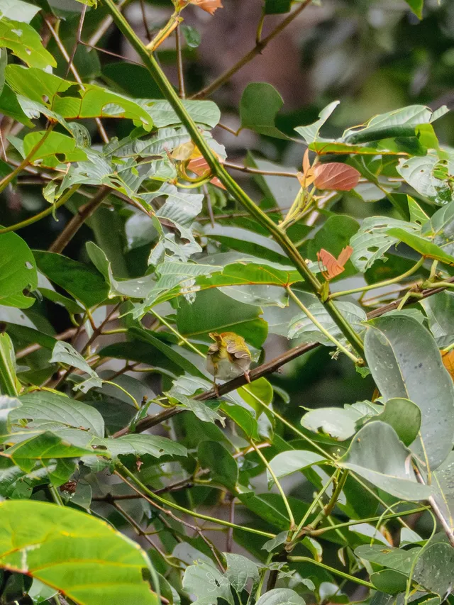 雲南觀鳥⑩｜野象谷沒有野象 但有蜂猴