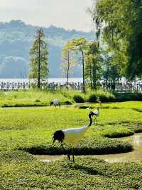 打卡肇慶丹頂鶴生態園