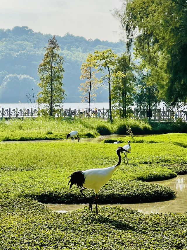 打卡肇慶丹頂鶴生態園
