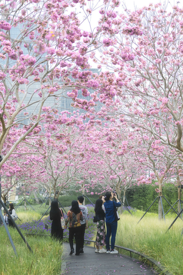 12.11拍|深圳紫花風鈴木開滿啦 12.11拍|深圳紫花風鈴木開滿啦