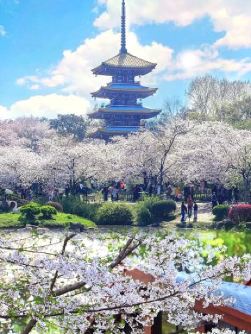Wuhan Cherry Blossom Season | Donghu Cherry Garden Pitfall Avoidance Guide