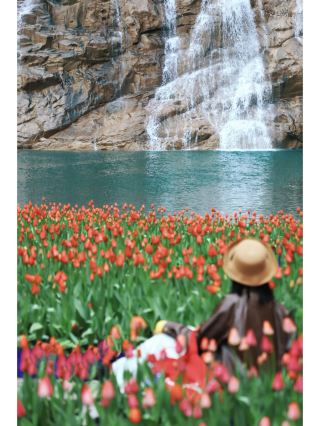 จุดถ่ายรูปสวยๆ ในลั่วหยาง! ทุ่งดอกทิวลิป + น้ำตกบนหน้าผา