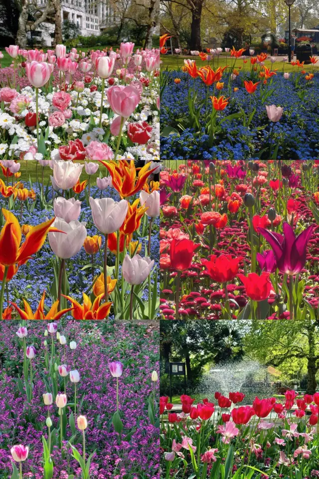 One-Click Save! The Ultimate Guide to London's Stunning Tulip Gardens