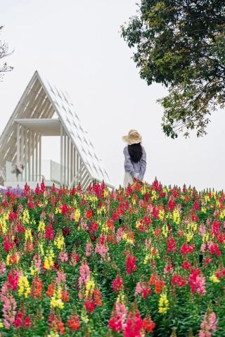 Весенние цветы в Гуйлине в полном цвету, приветствуя туристов.