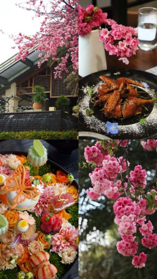 Seeing cherry blossoms in Kunming is so romantic! ദ്ദി(• ˕ •マ.ᐟ~