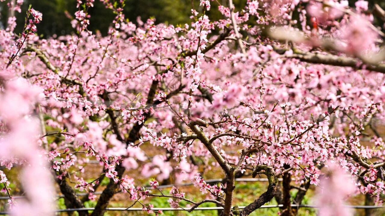 Zhiyin Hubei, A Journey of Blossoms｜Hubei Spring Travel Guide
