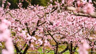 มณฑลหูเป่ยในฤดูใบไม้ผลิ: คู่มือการท่องเที่ยวชนบท